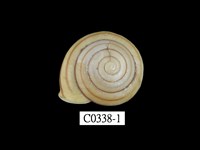 藏品(班卡拉蝸牛)的圖片